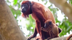 Monkey reuu